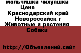 мальчишки чихуашки › Цена ­ 10 000 - Краснодарский край, Новороссийск г. Животные и растения » Собаки   